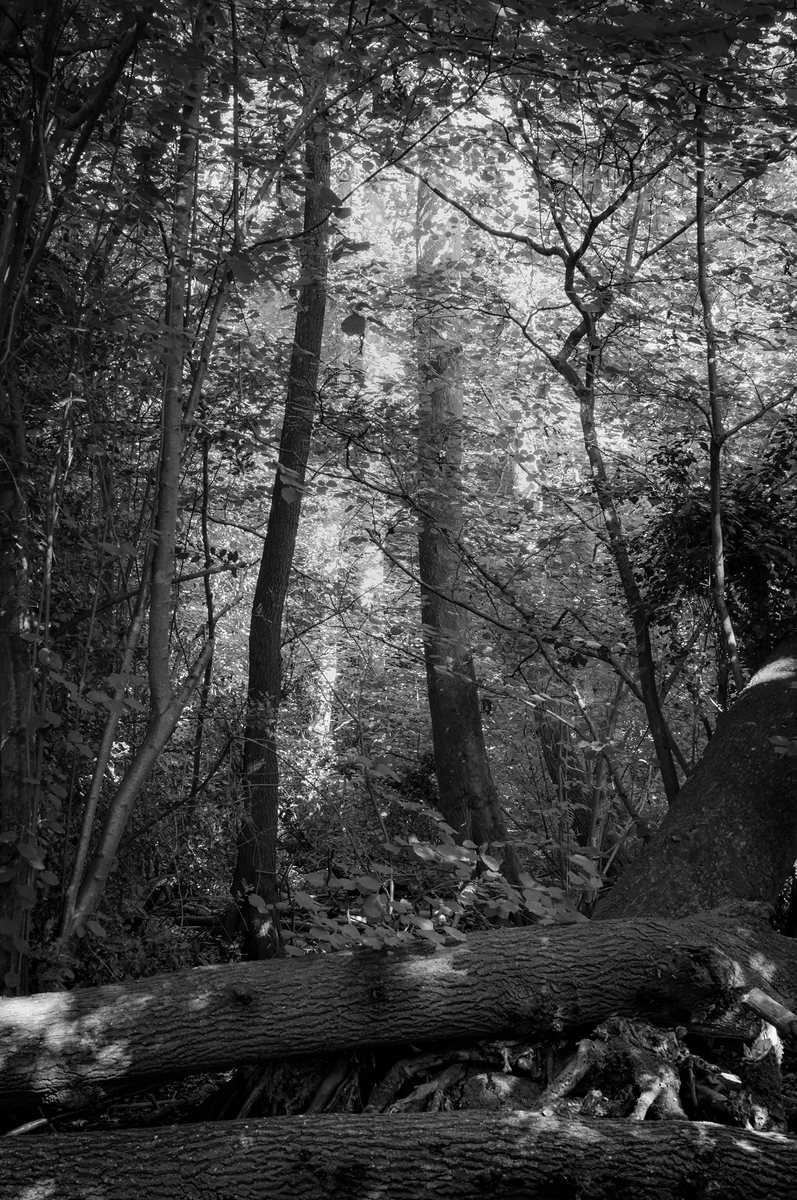 Tall trees and dense summer canopy above a fallen trunk