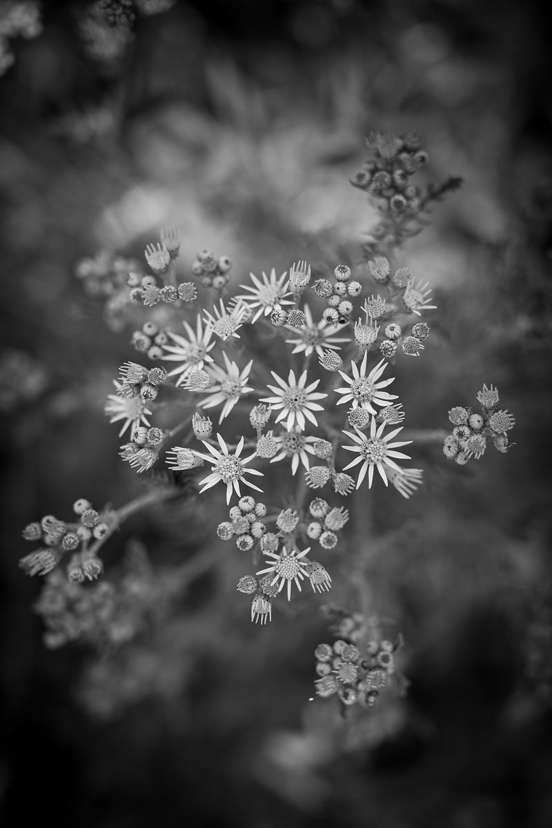 A flat head of small flowers, some open and some still in bud