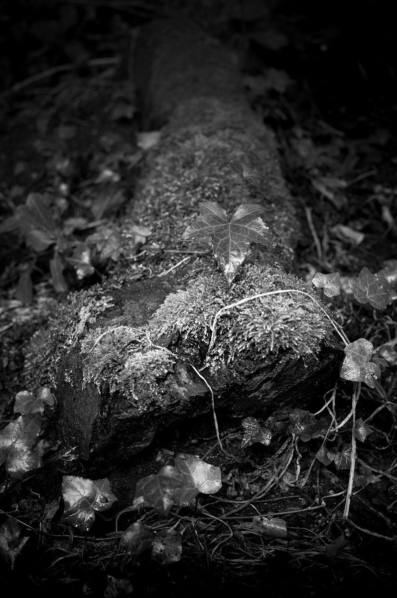 A fallen trunk on the woodland floor, grown over with moss and ivy