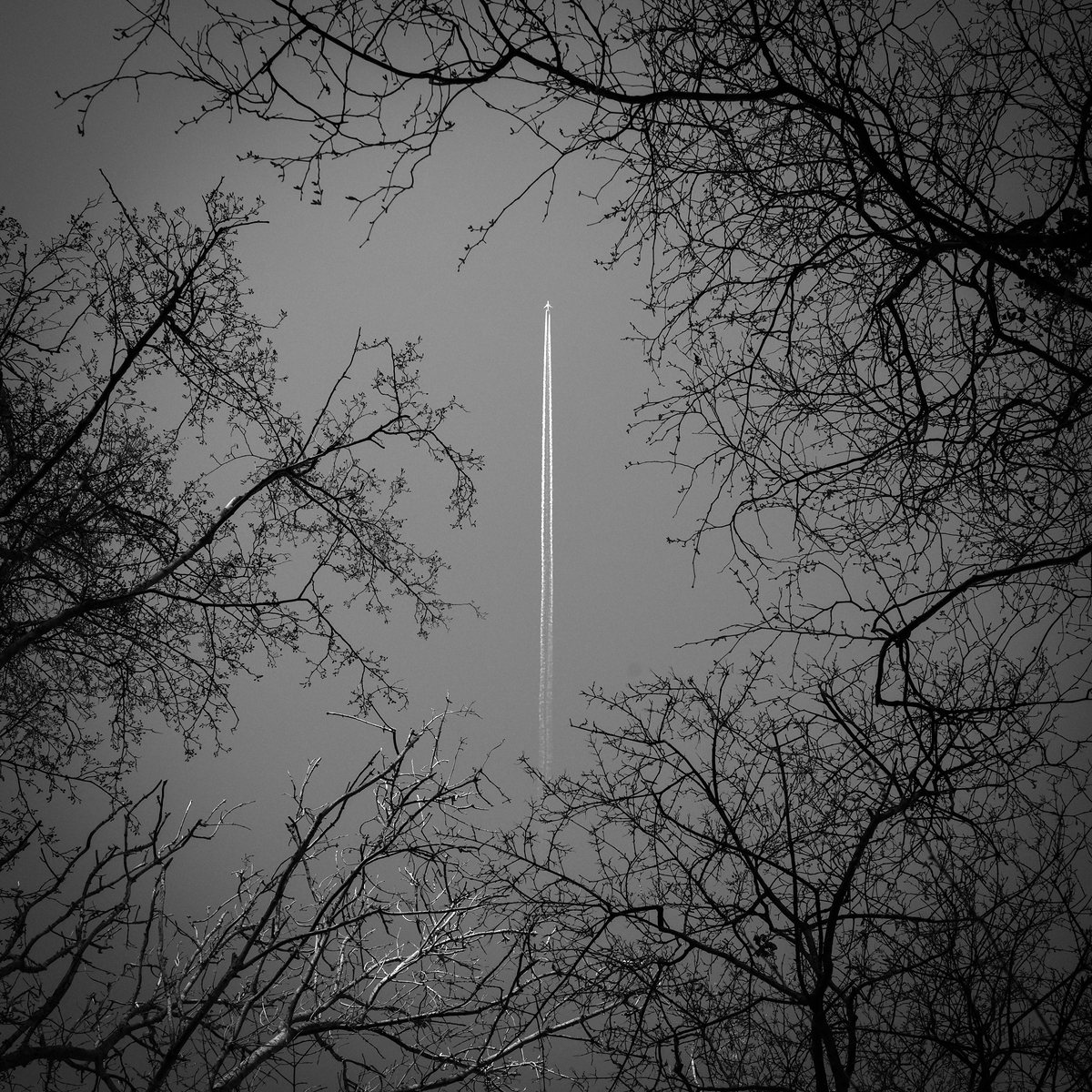 Bare winter canopy with a single contrail crossing the sky