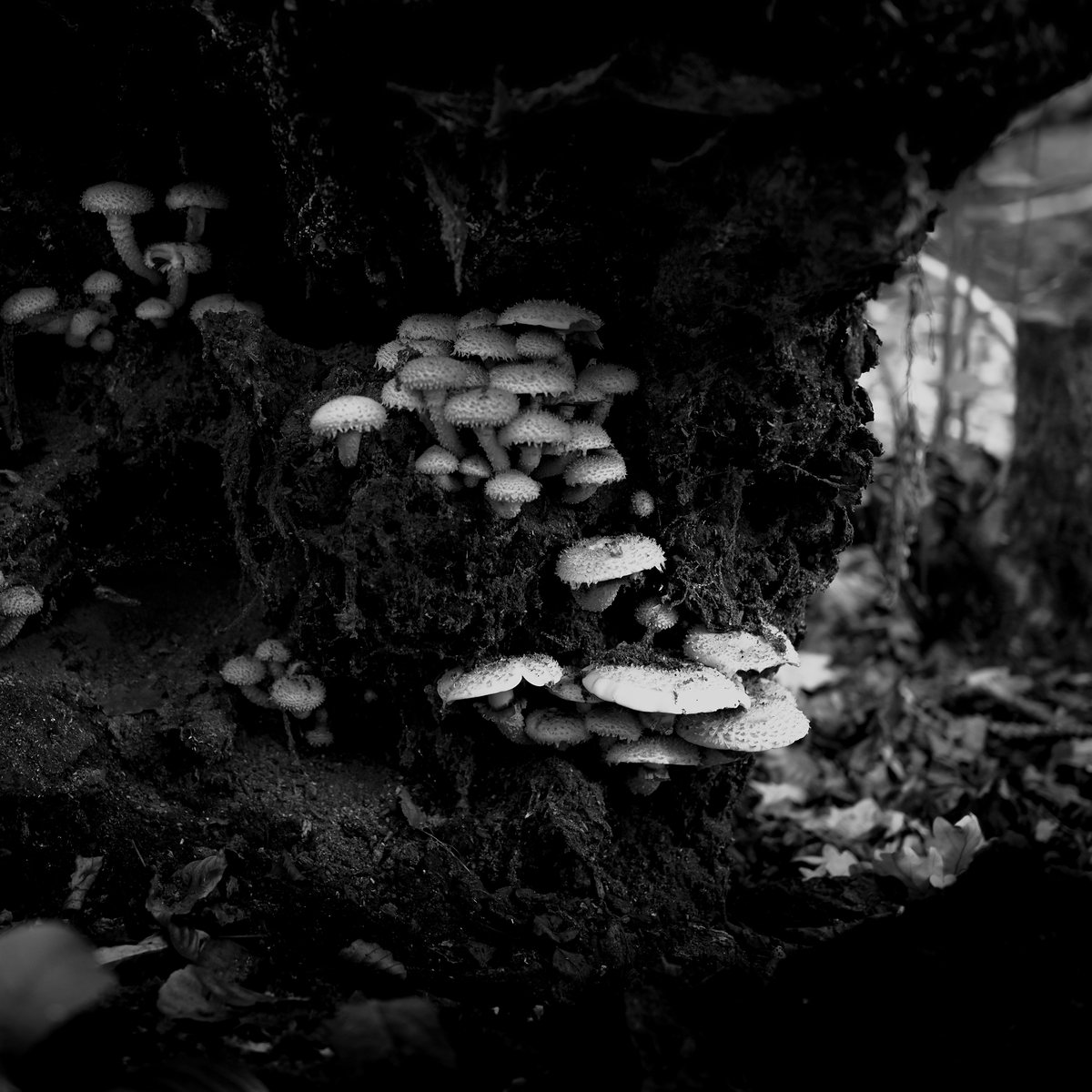 Fungus growing on dead wood at the base of a stump