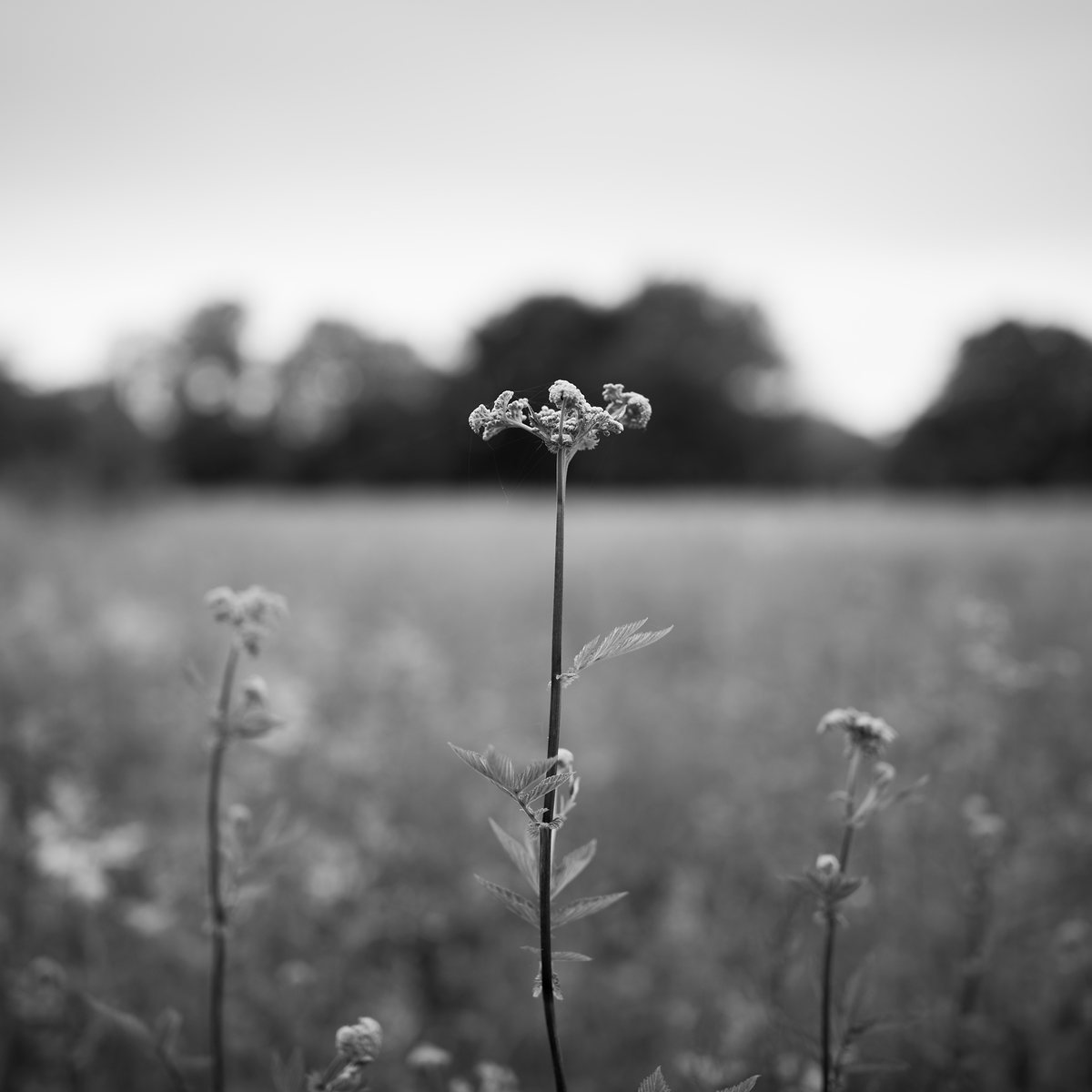 A single flowering stem against a bright meadow
