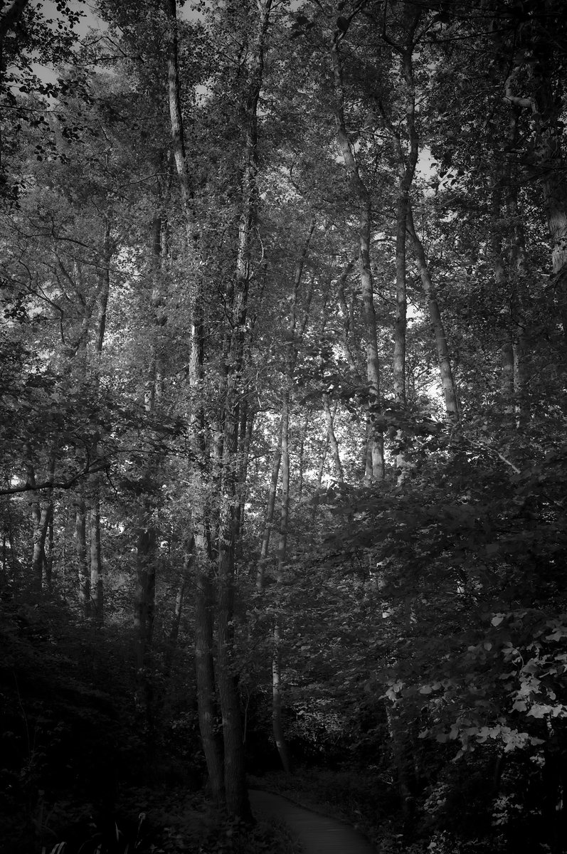 Tall trees in a closed summer canopy, looking up through the wood