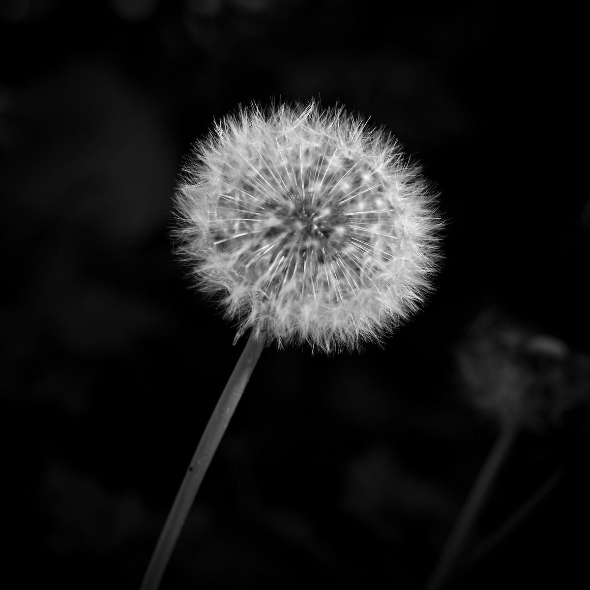 A dandelion clock, intact