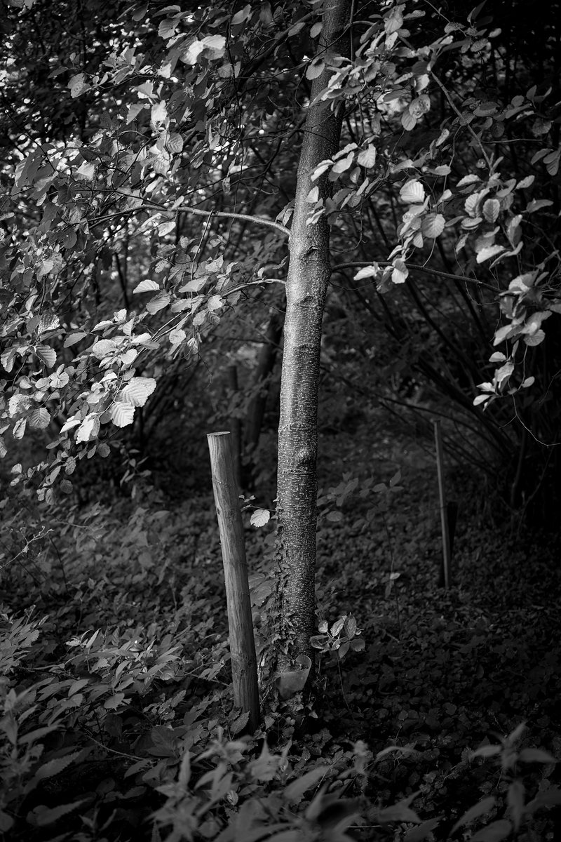 A young tree beside the stake that once supported it