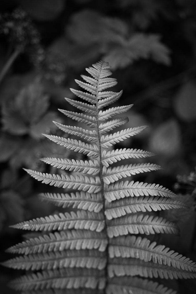 A single fern frond, fully open