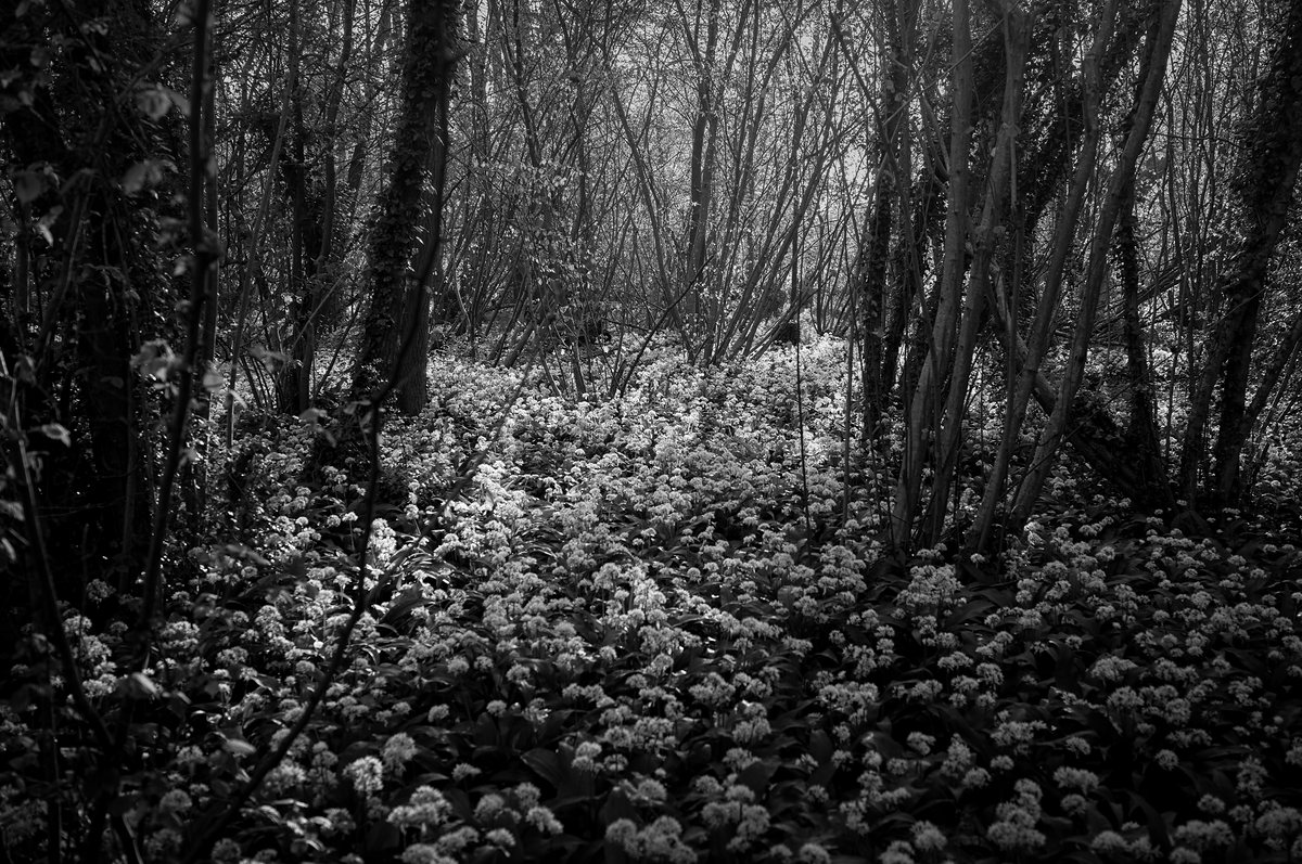 Wild garlic spread across the woodland floor