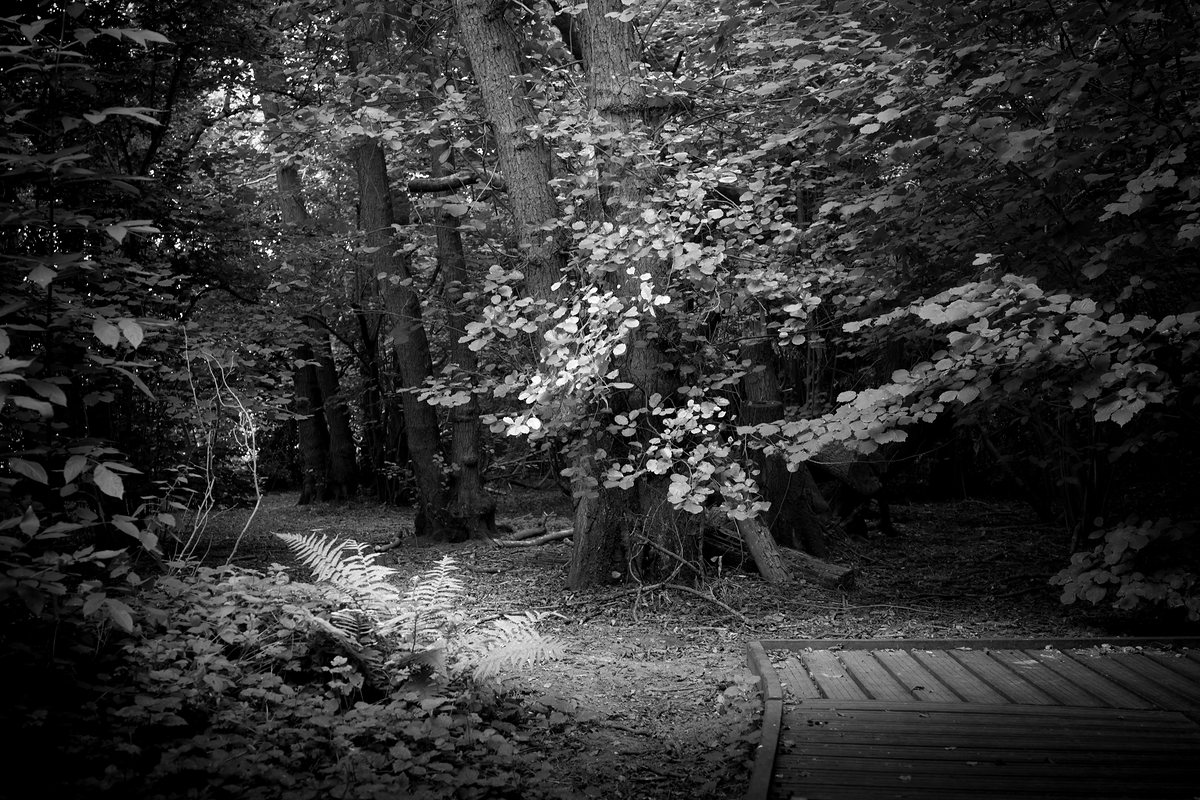 A path leading off a boardwalk into summer woodland