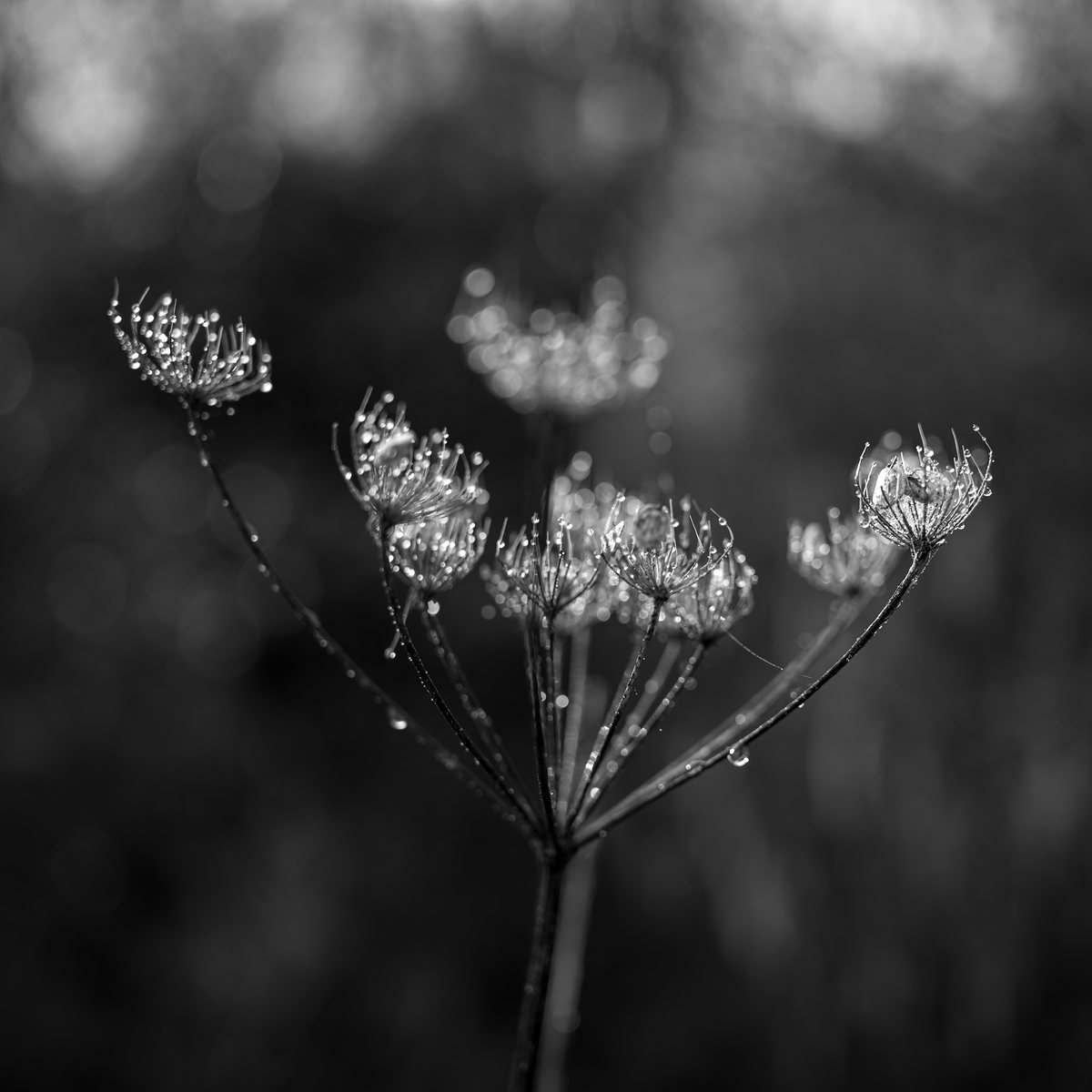 A dried seedhead held over from the previous year
