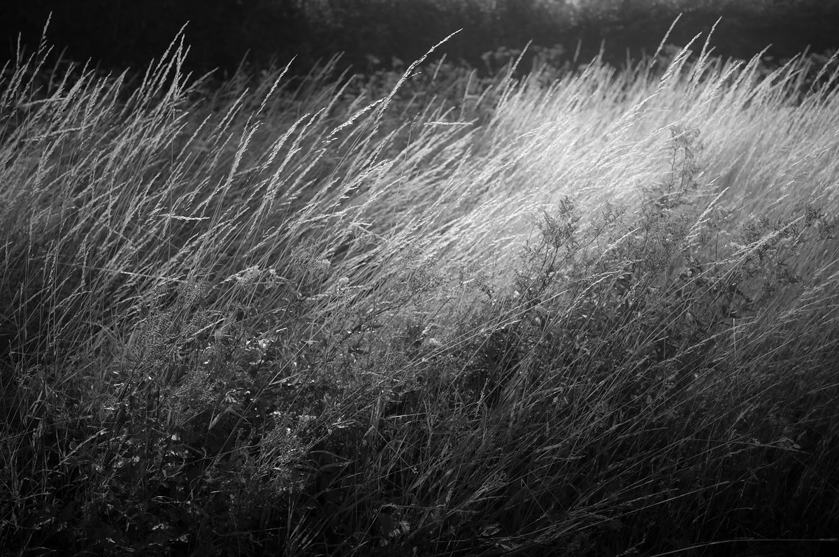 Wind moving through long grass