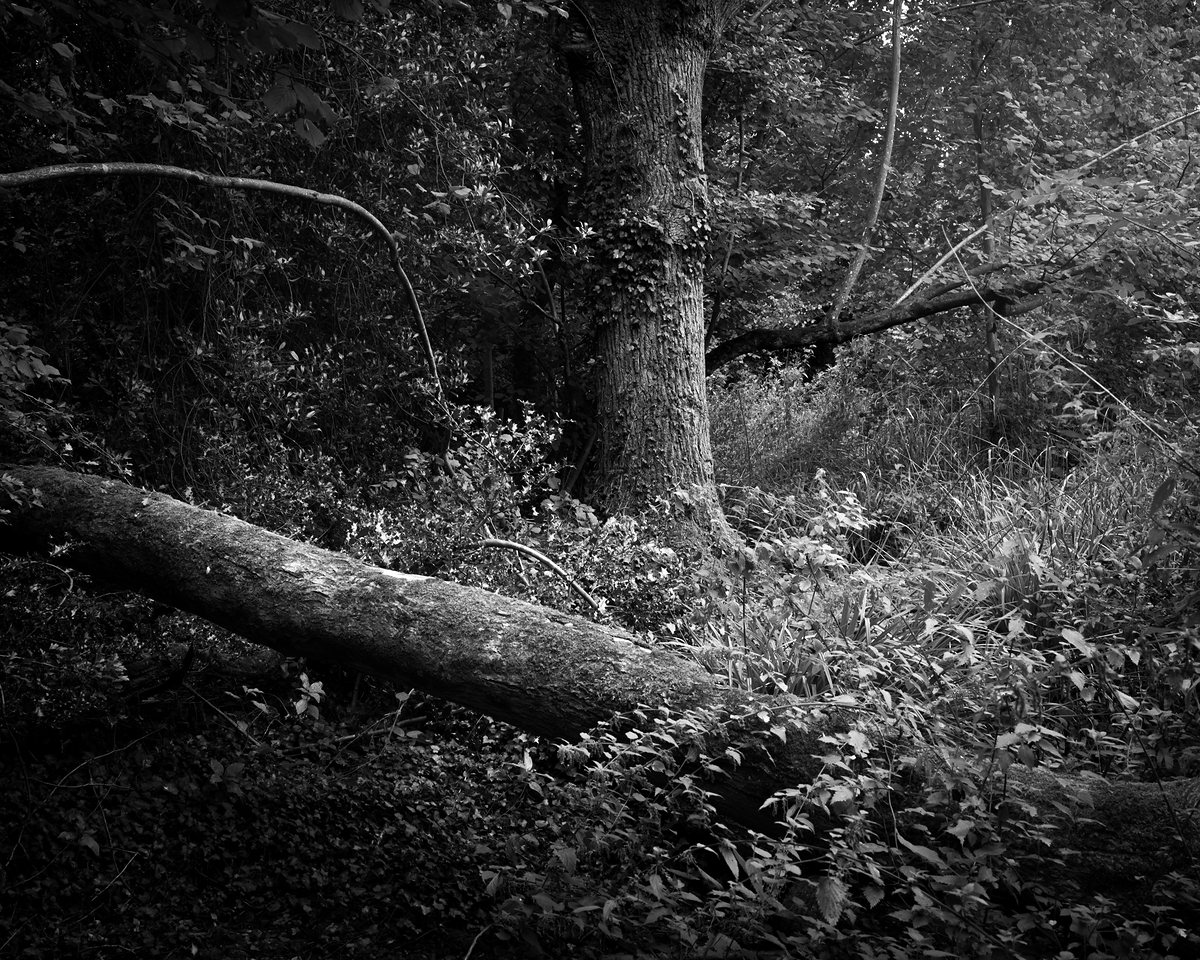 A fallen trunk lying across low green growth, a standing tree behind