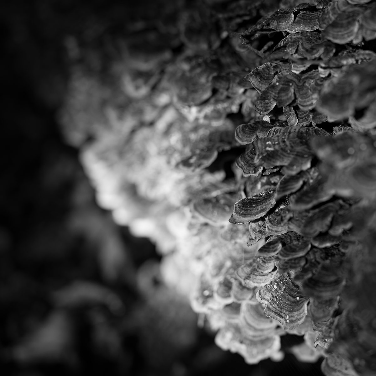 Turkey tail fungus in overlapping tiers, the near edge out of focus
