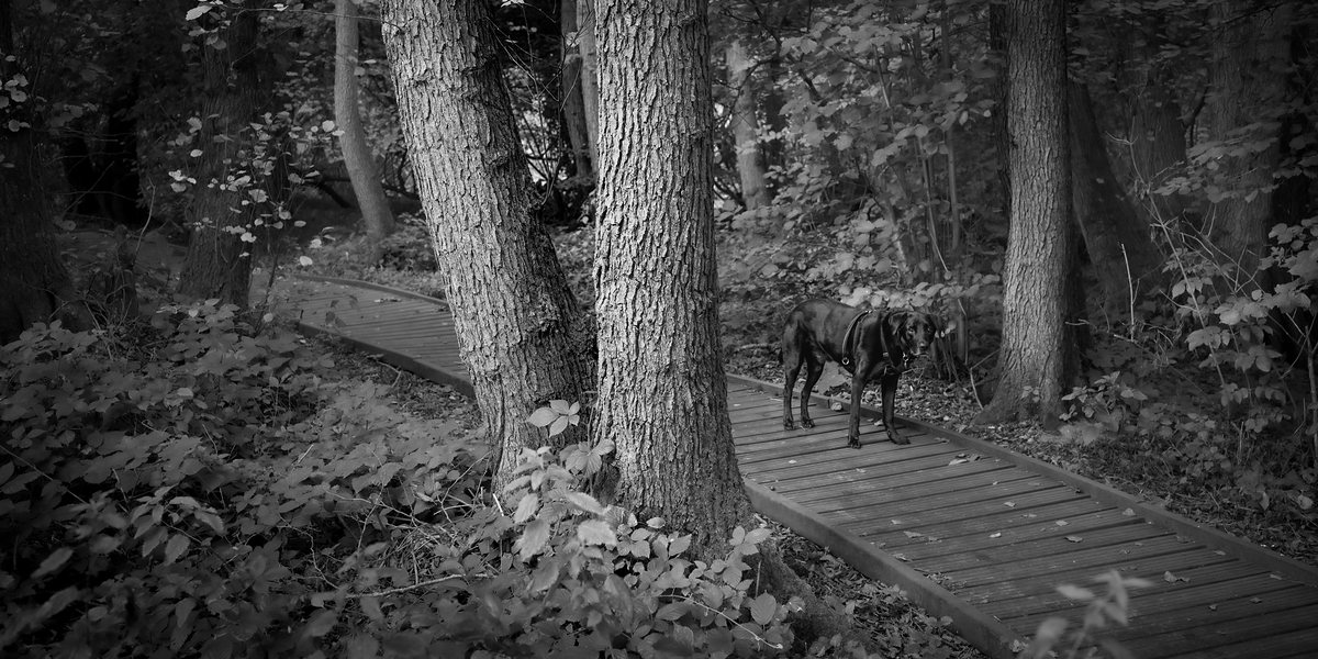 A dark dog walking along a curving wooden boardwalk between tall trunks