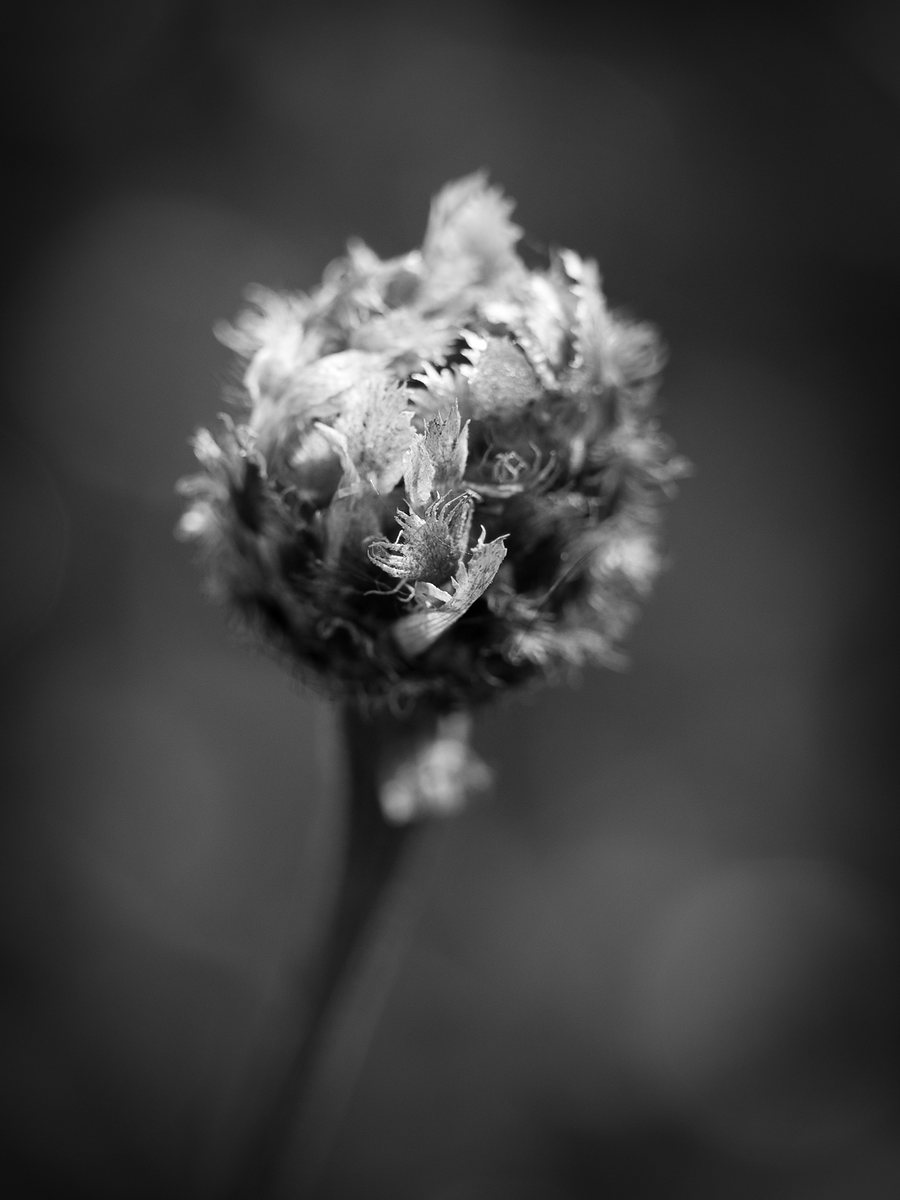 A single ragged flower head on its stalk against a soft dark background