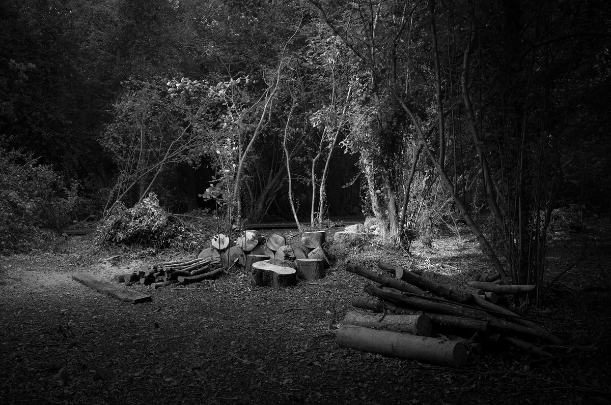 A clearing in dark woodland where the cut logs of a fallen tree lie in a pool of light