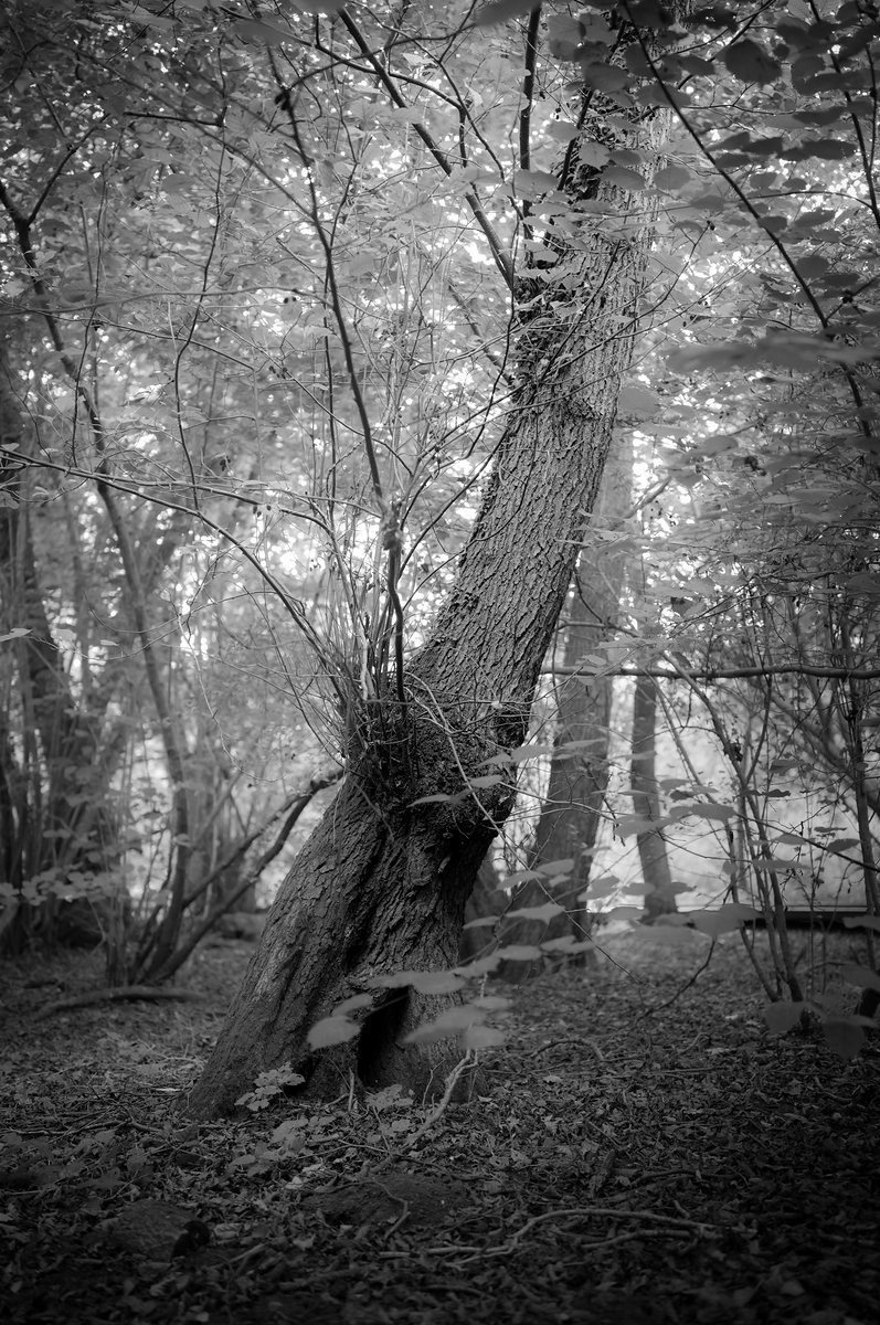 A thick trunk leaning across a woodland clearing, bright leaves behind