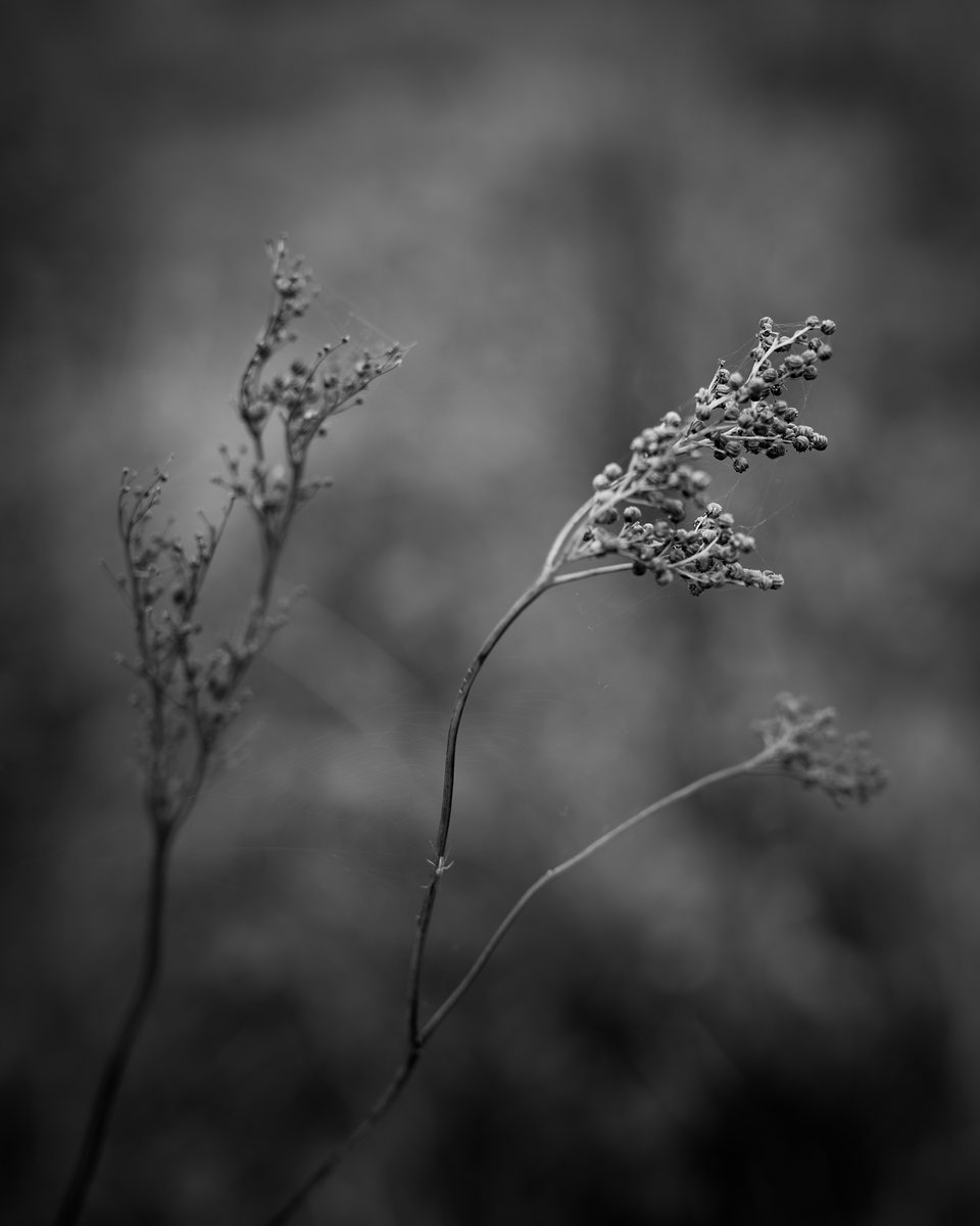 Two slender stems of seed heads against a soft dark background