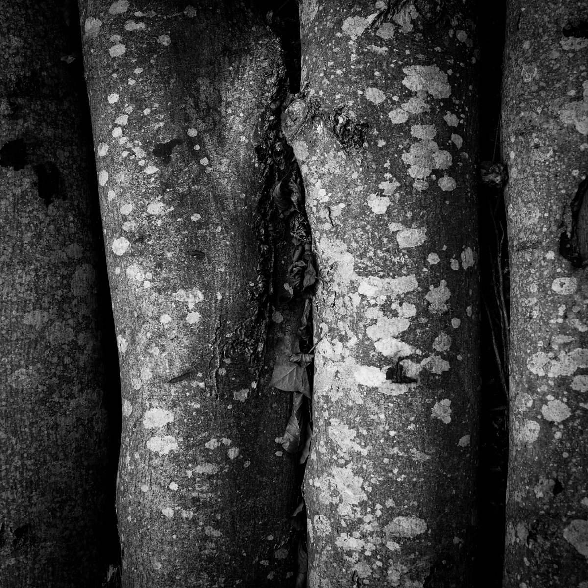Pale lichen spotting the smooth grey stems of a multi-stemmed tree